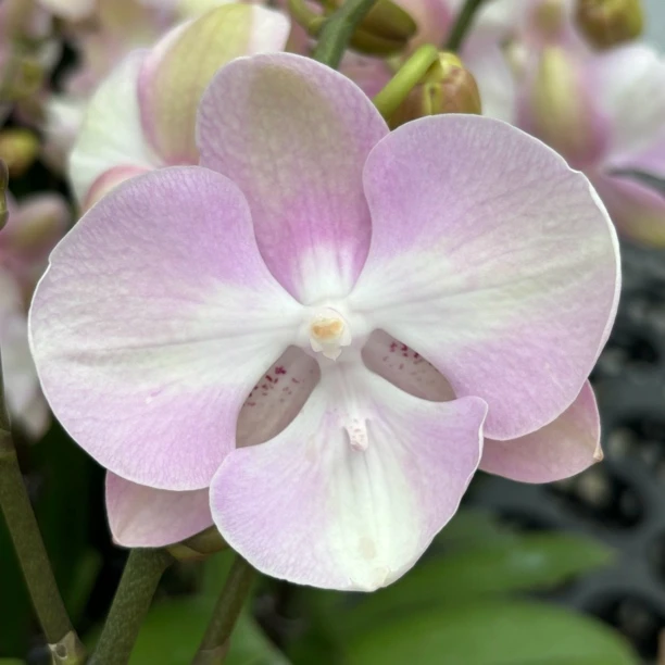 （威尼斯）蝴蝶兰花室内种植观赏小清新粉色品种