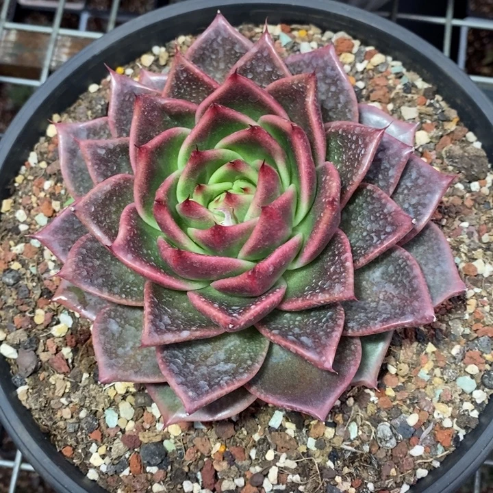 D344- 直播福利 东云