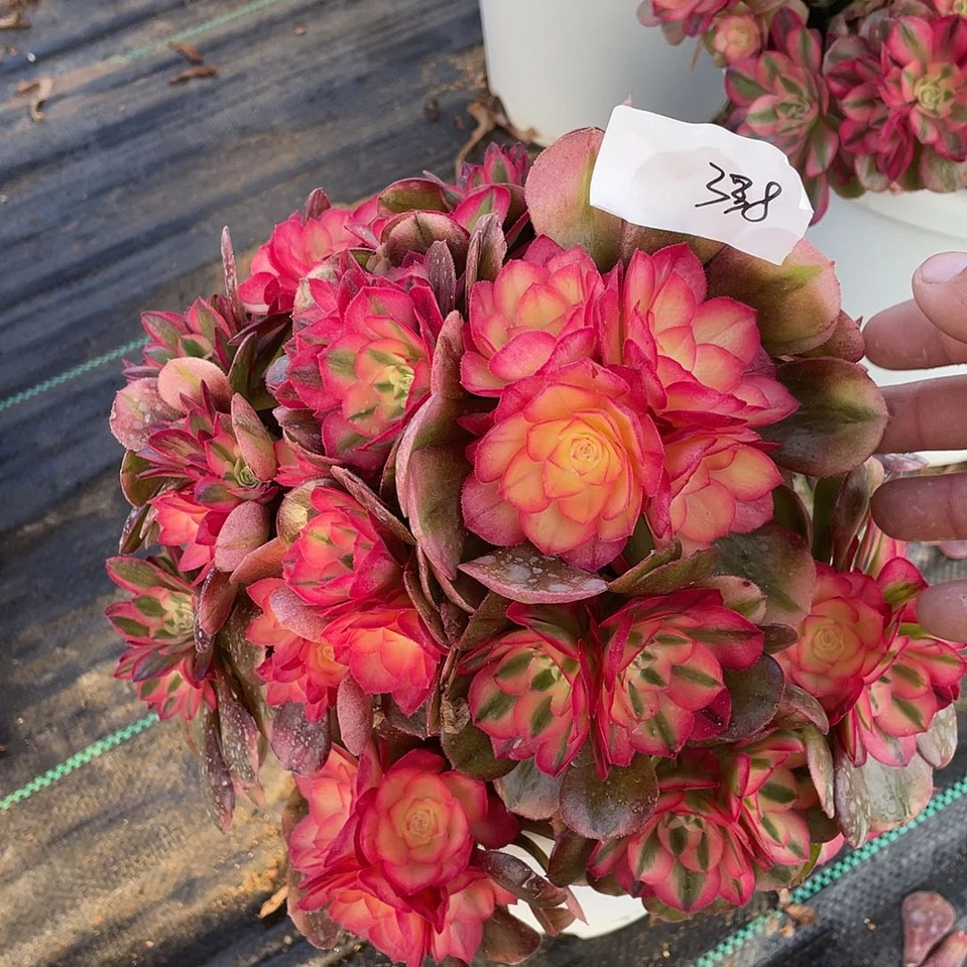 33811111111111111111