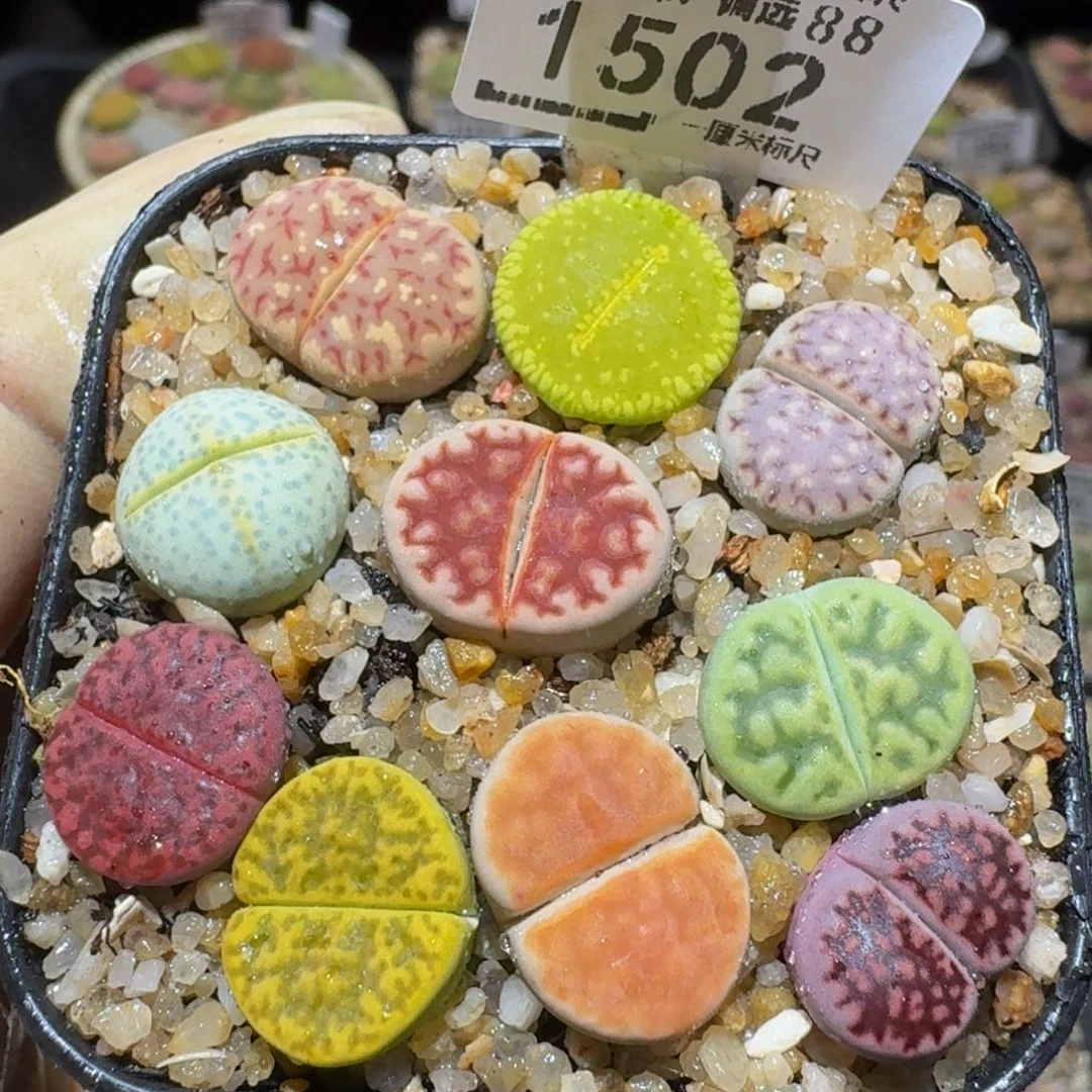 Ssss精品生石花1502