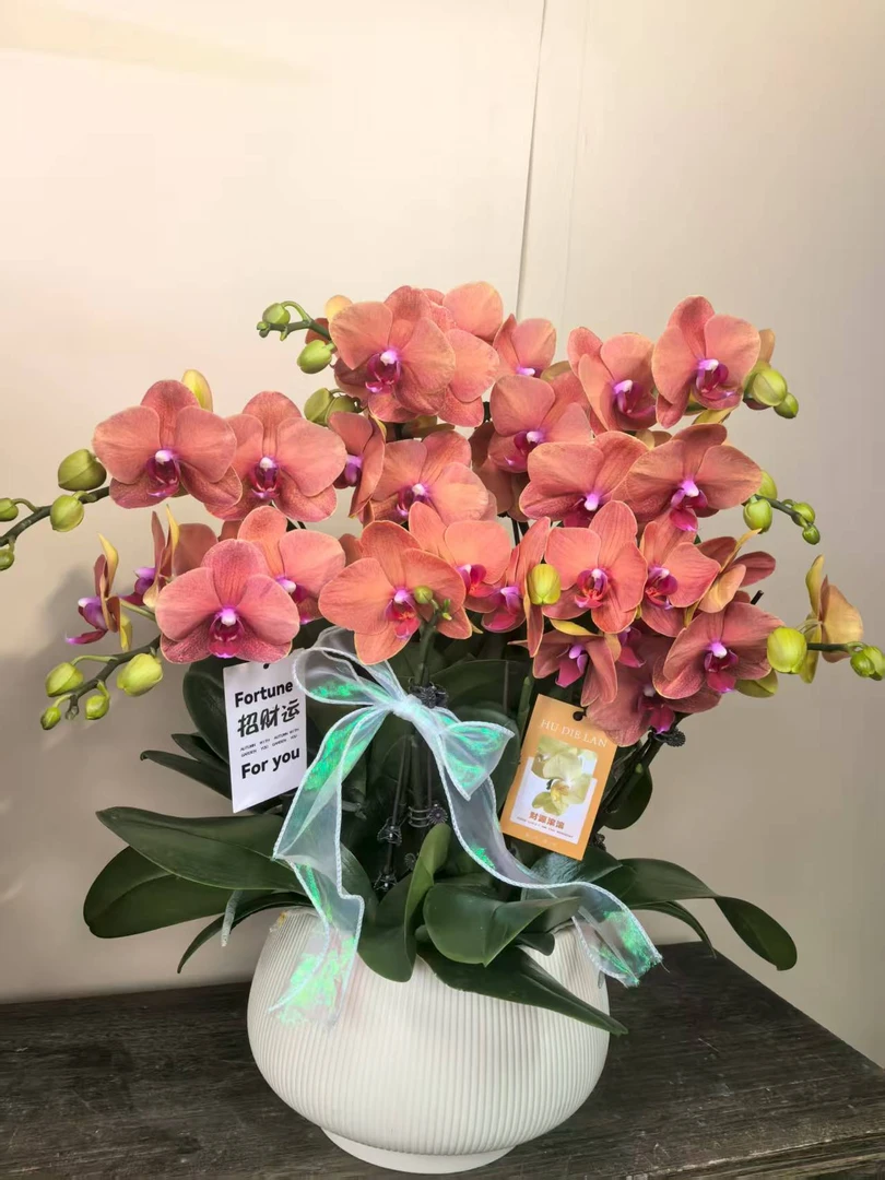 幽梦 金桔 蝴蝶兰 罕见橙色蝴蝶兰室内精品观赏真花