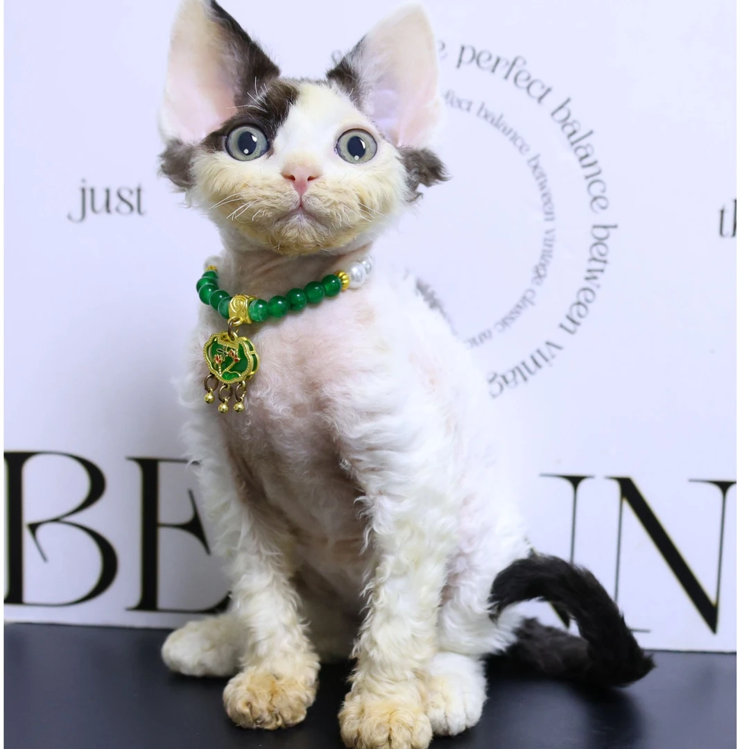 【蔚蓝】德文卷毛猫黑白梵色妹妹-圆圆