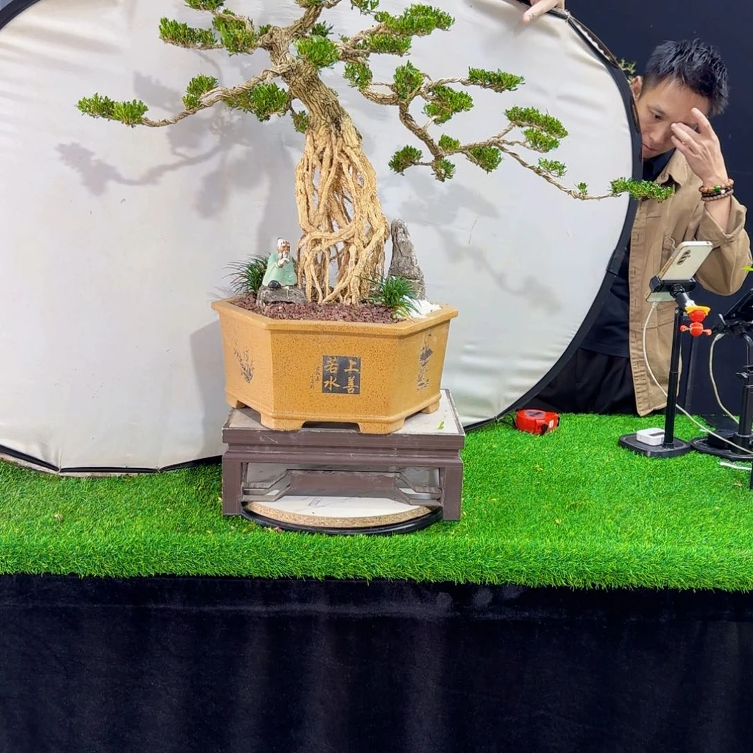 当前无花朵，栽培后可花朵