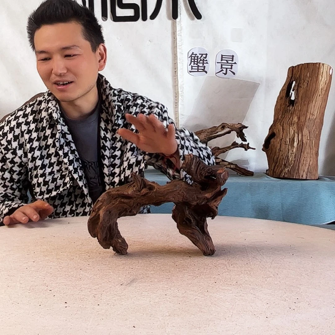 沉木造景爬宠造景