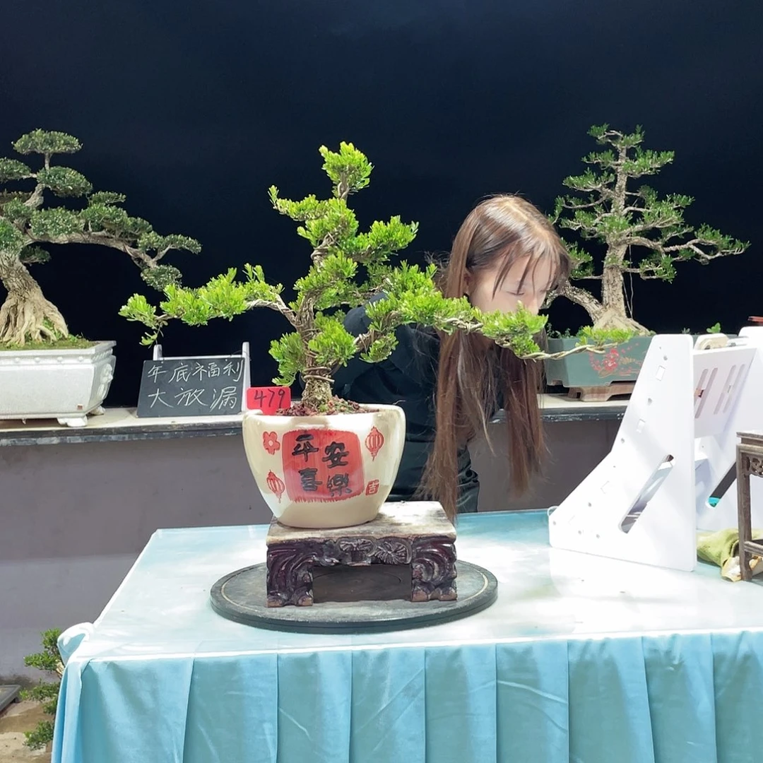 黄杨黄杨黄杨黄杨