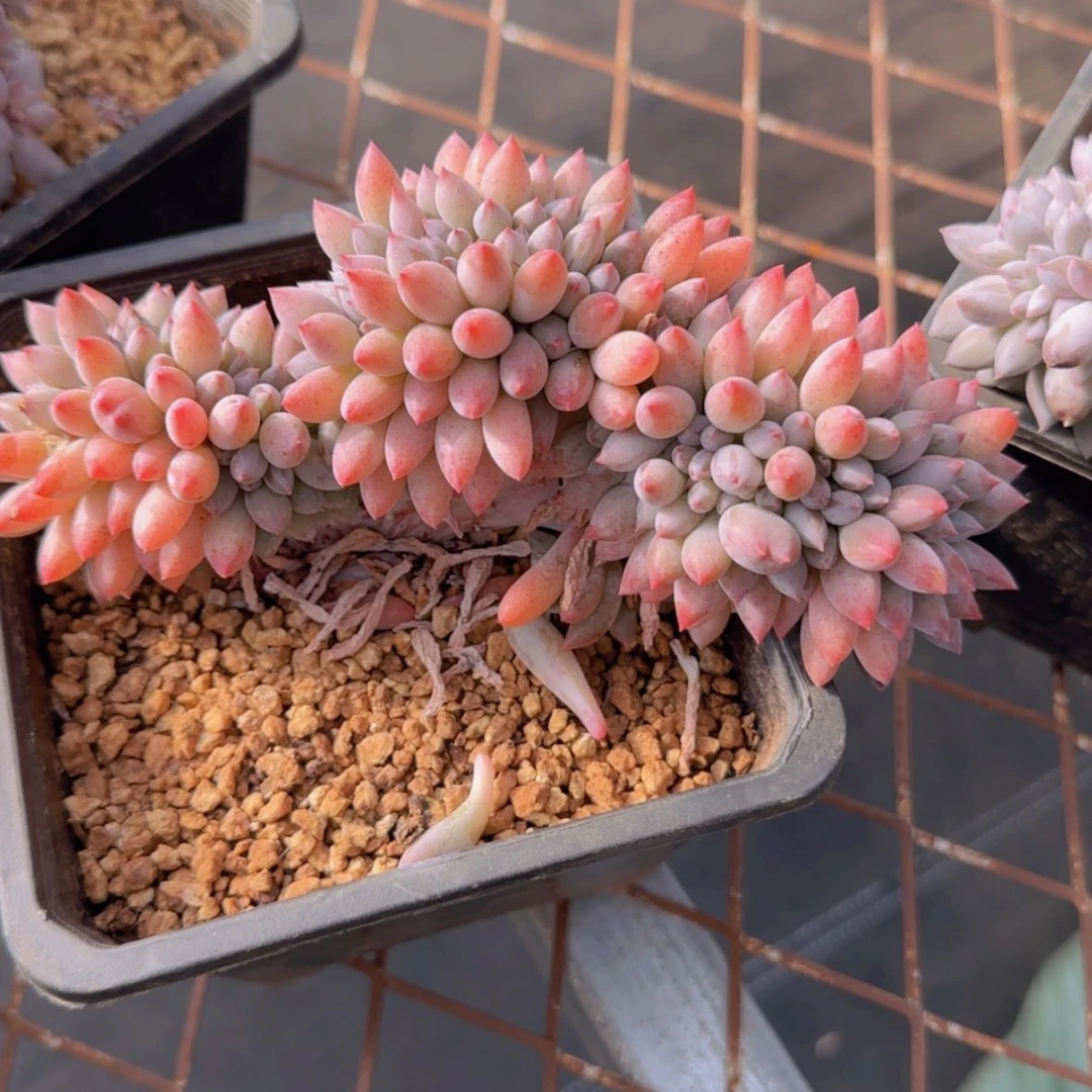 【闪购商品】所罗门缀29.9