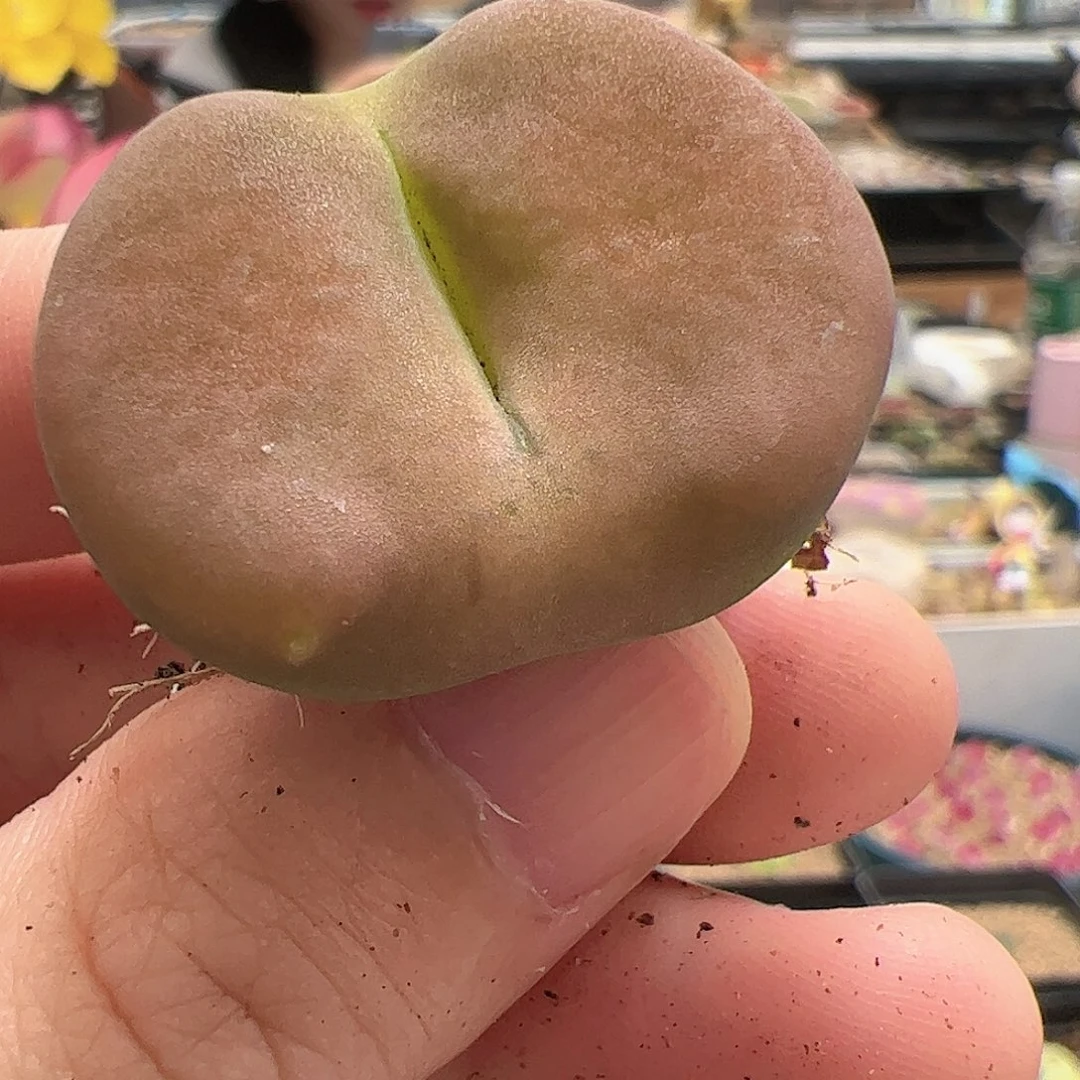 【闪购商品】50 秒