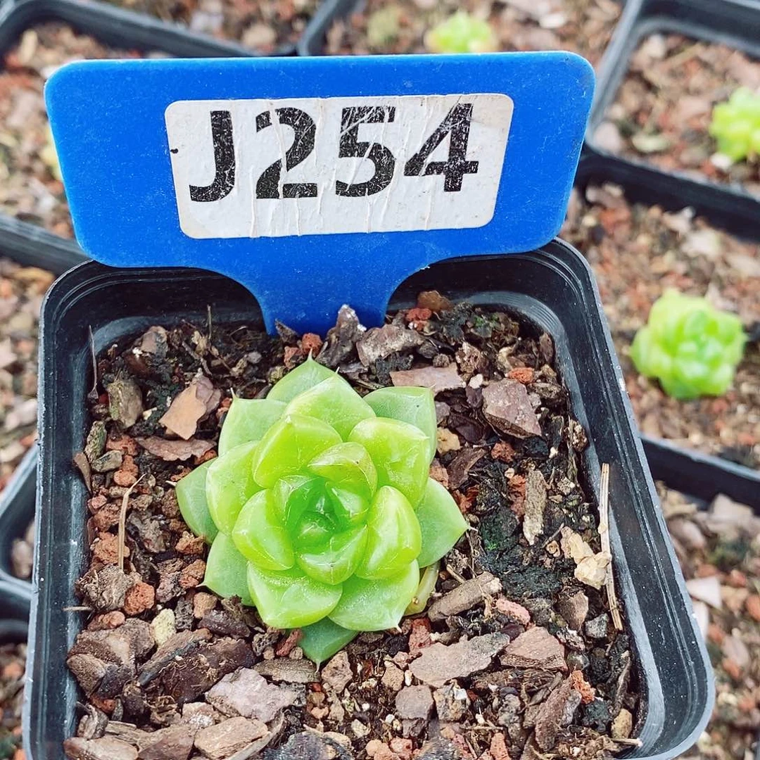 豆***子玉珍冰珍妮4cm多肉植物