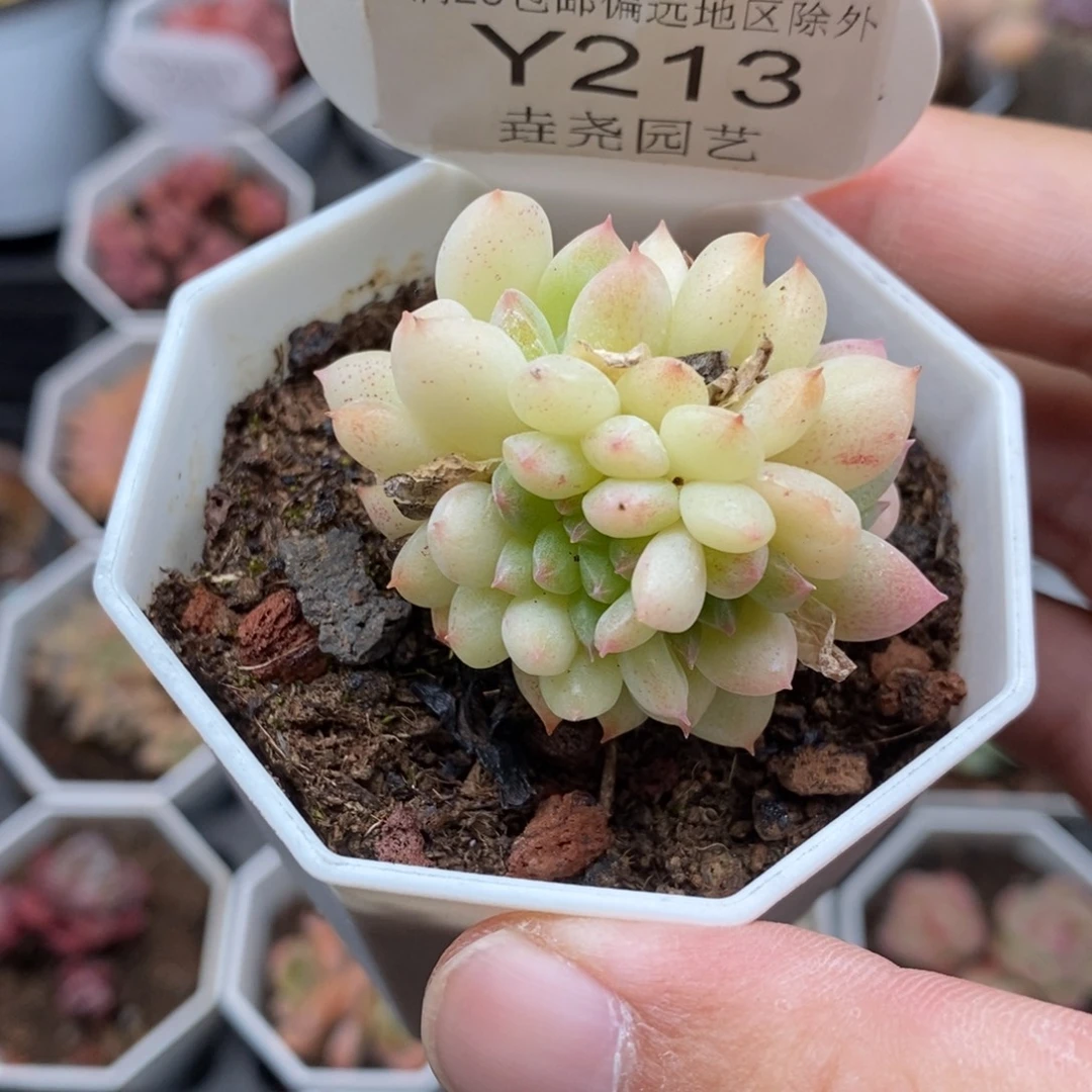 0213 厚梦 群生 4cm