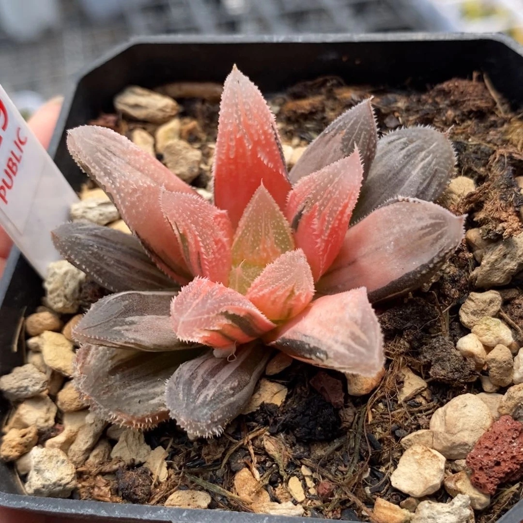 129糊斑白帝城锦