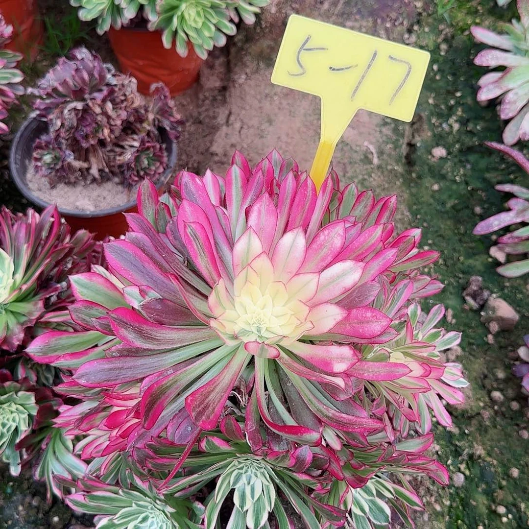 味****乐5-17---多头多肉植物天河多头