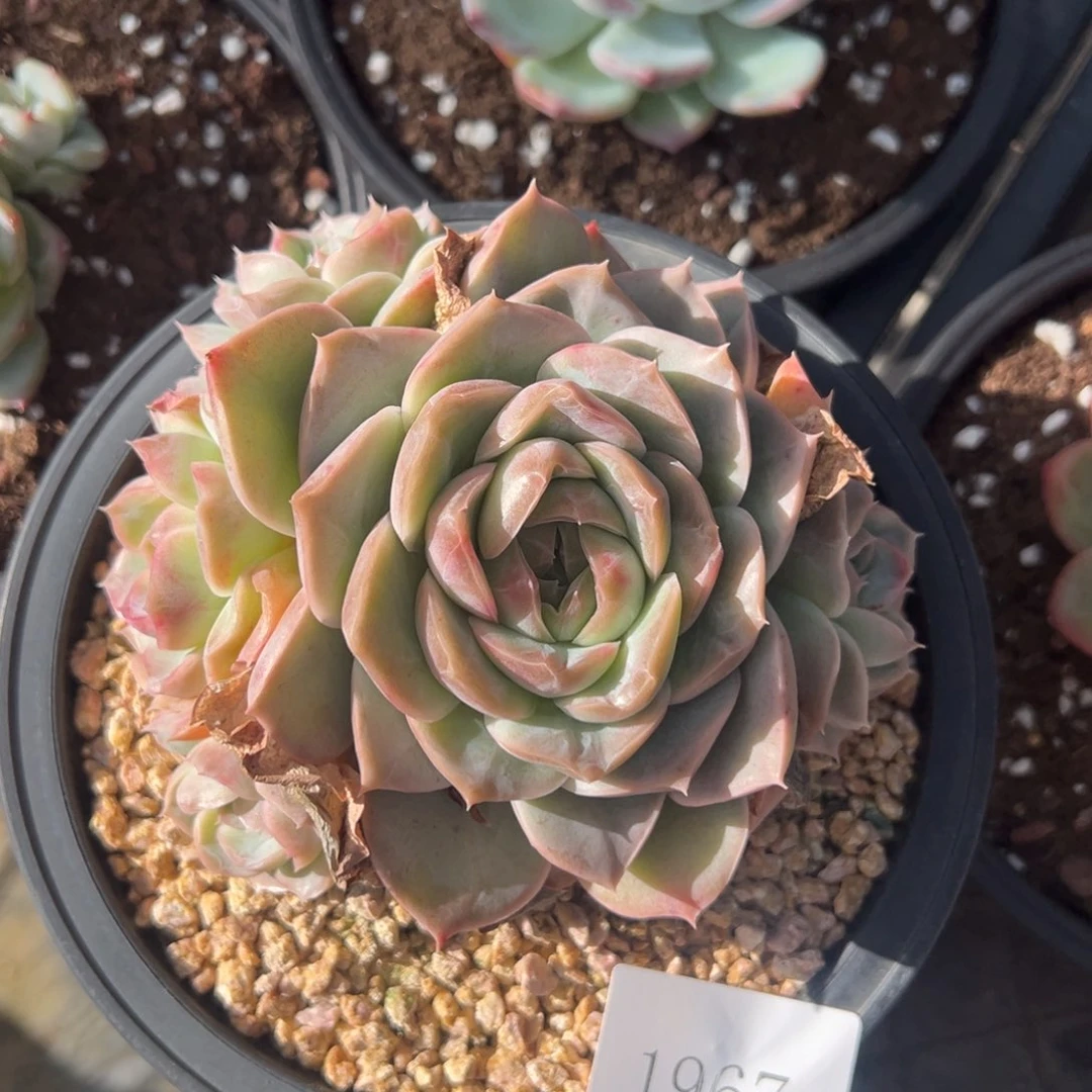 农**果1967个肉肉肉肉肉肉肉肉