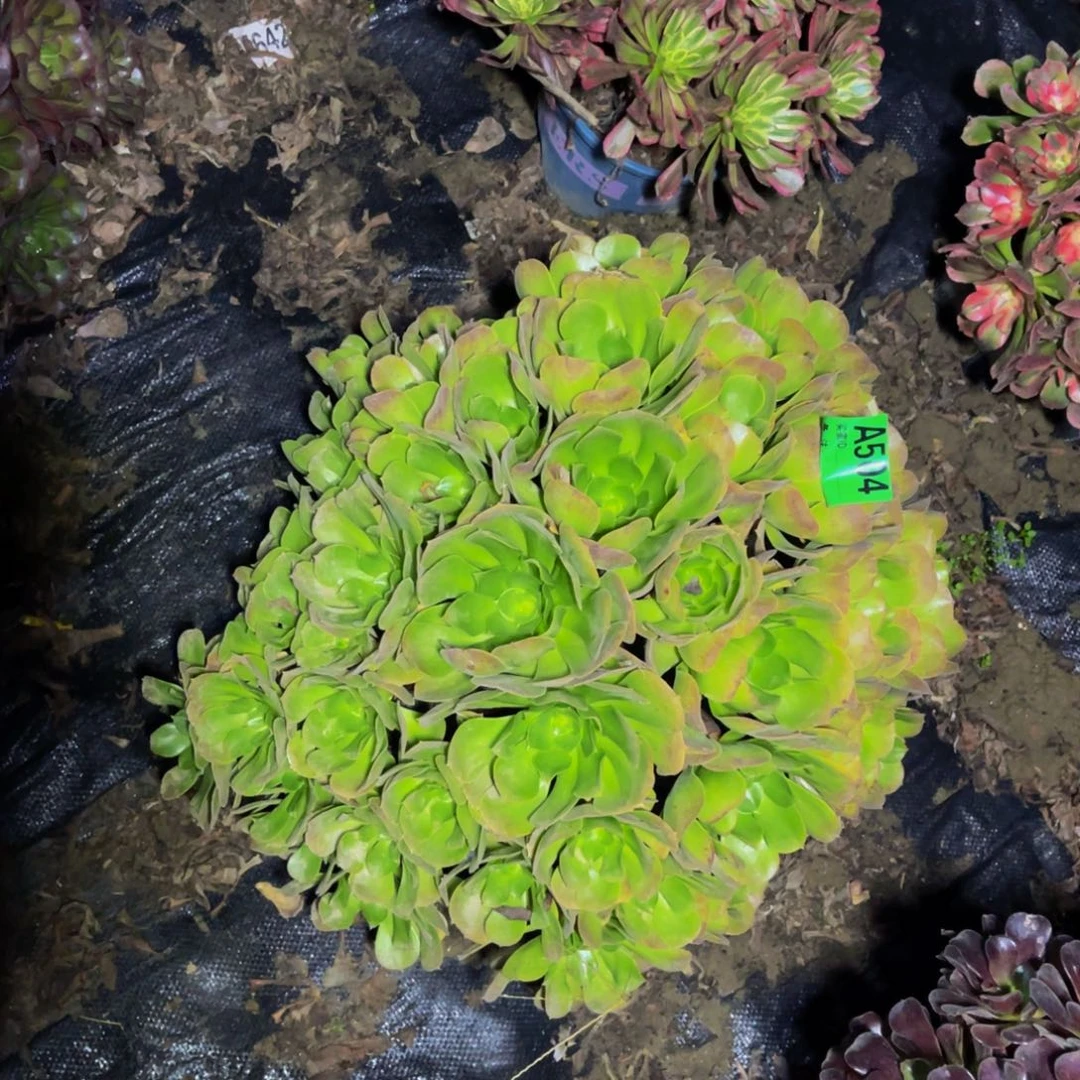 玫瑰法师朵朵1-36