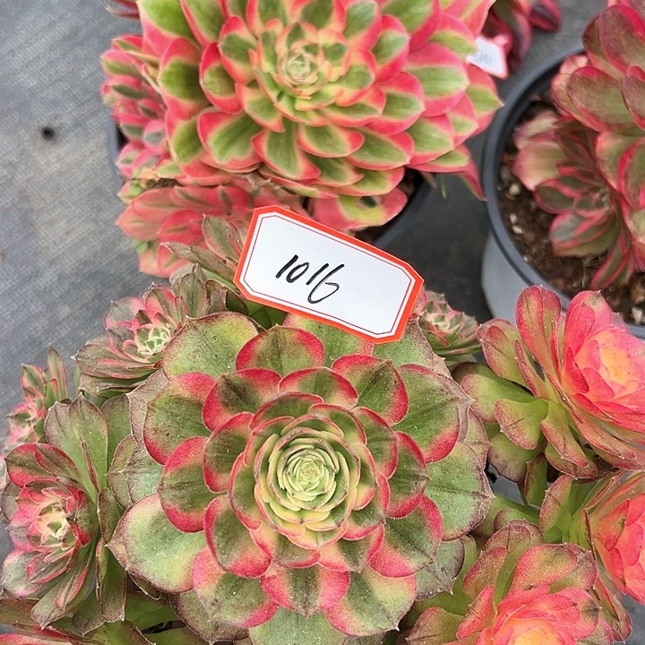 诚****麻精品多肉植物1016
