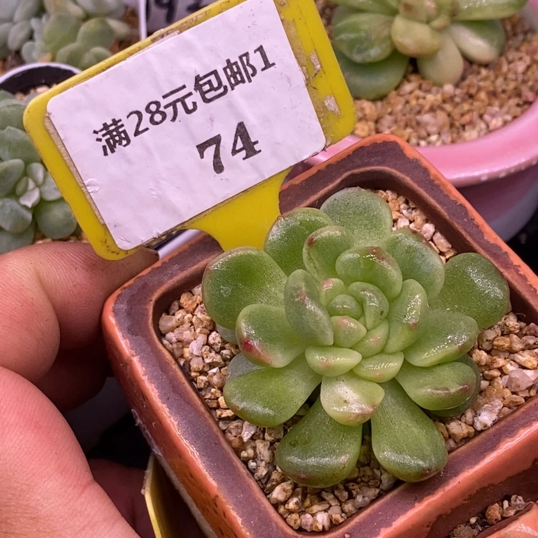 174珍妮石化变异，带锦