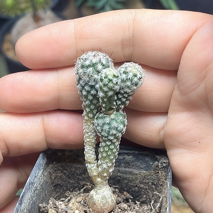 赤花美针玉实生球群，微瑕