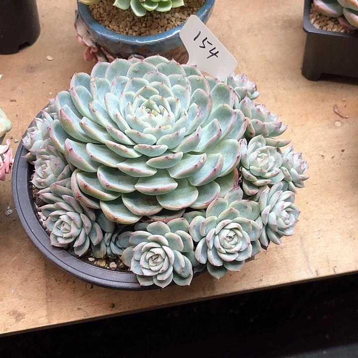 如***）多肉植物，粉水晶154号