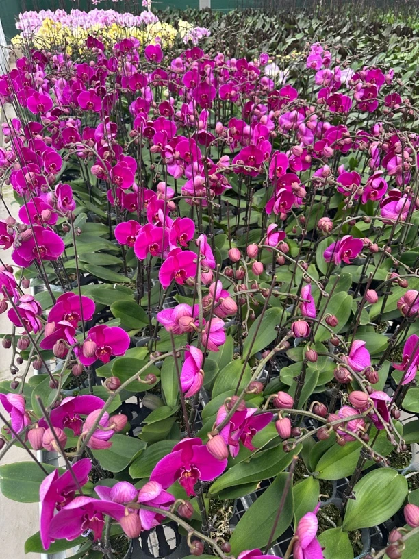 万景花卉 3.5寸加高 【大辣椒】开花株发货