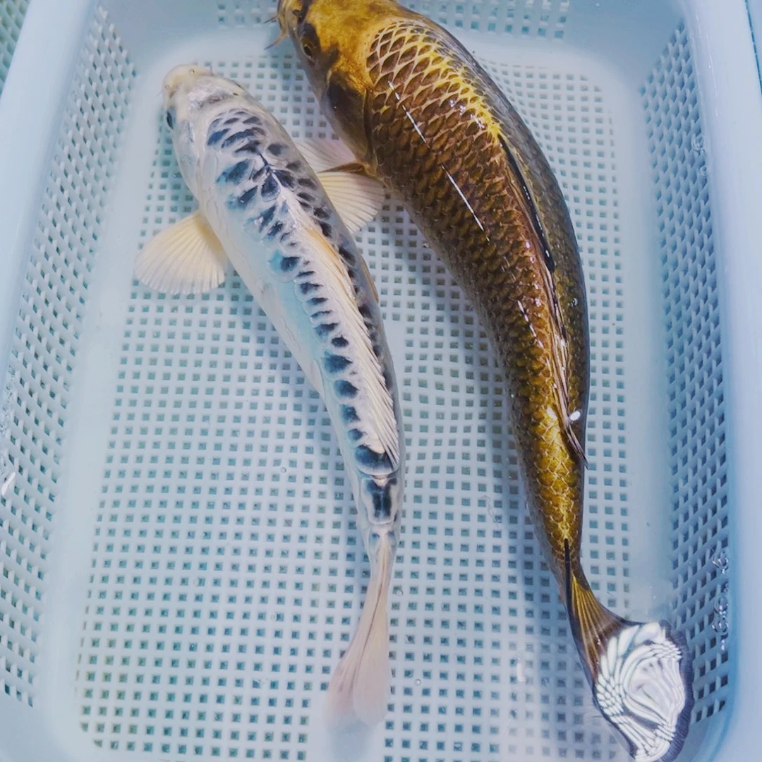 海水鱼锦鲤观赏鱼148