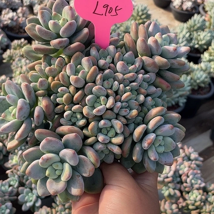 红洛神多肉植物群生905