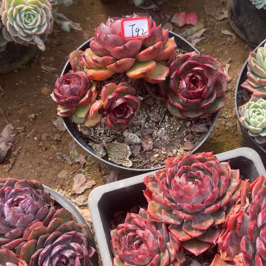 多***家精品多肉植物老桩