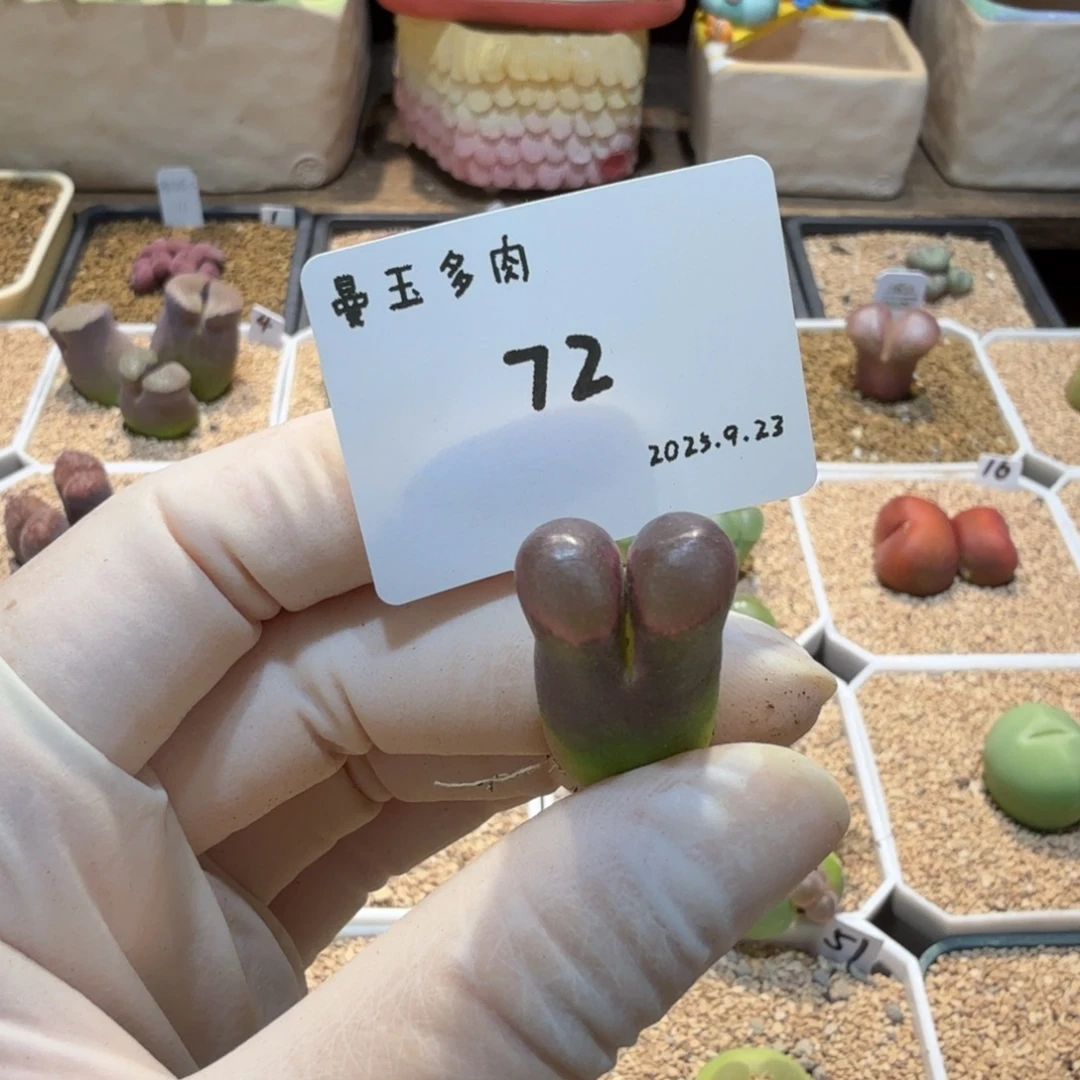 调***球多肉多肉多肉9.23-072 C10杂大紫红