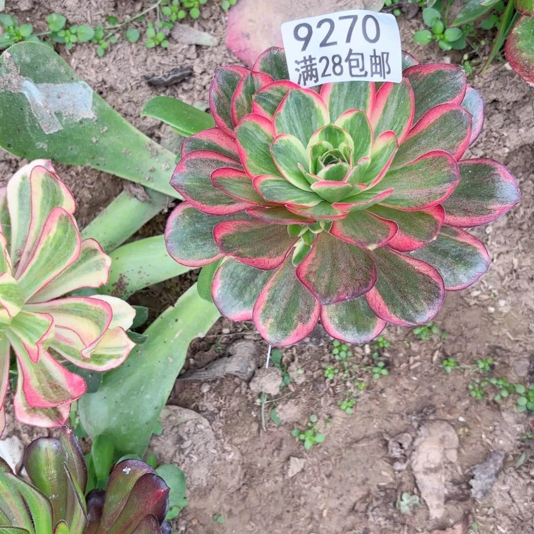 G. 9270纳福多肉有砍