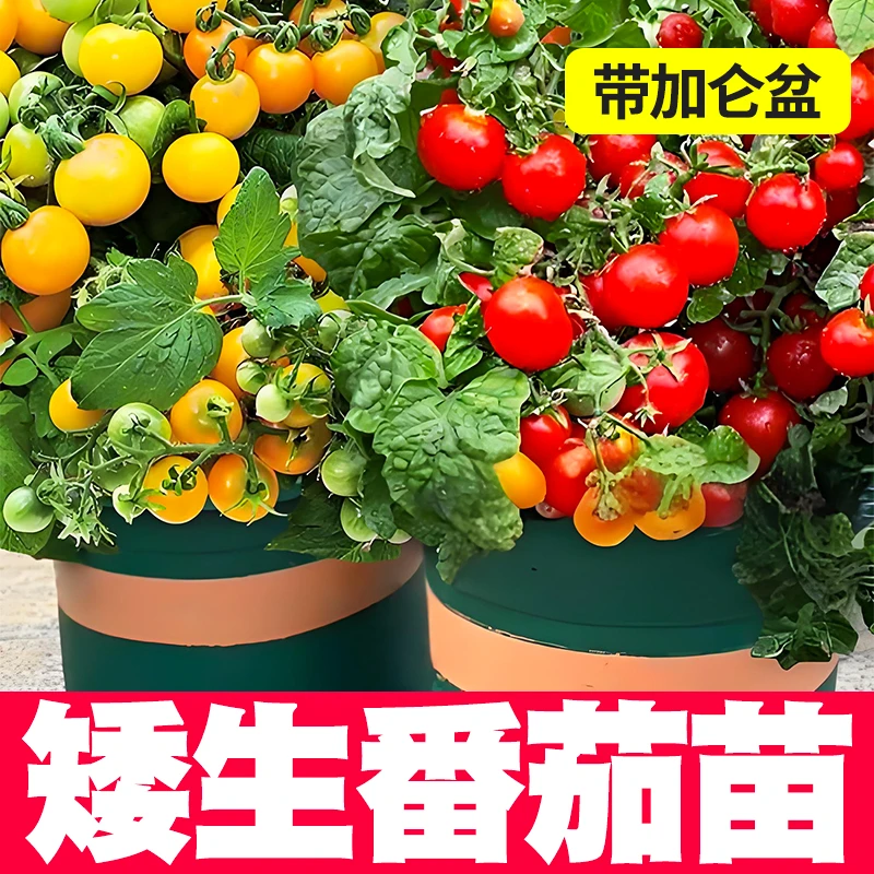 【带加仑盆】盆栽矮生番茄小西红柿千禧种苗圣女果水果四季生长阳台