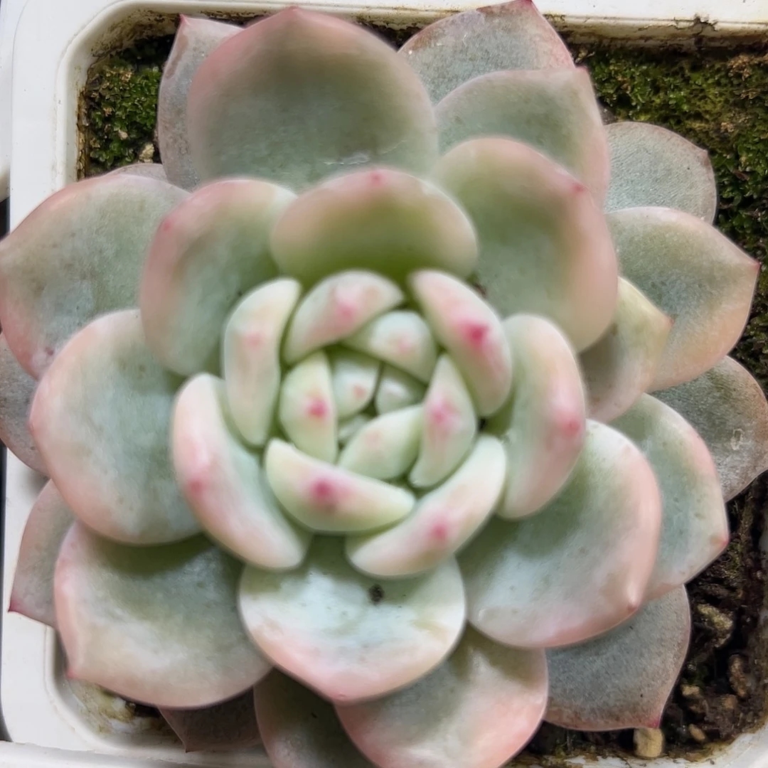 满38包邮橙梦露锦