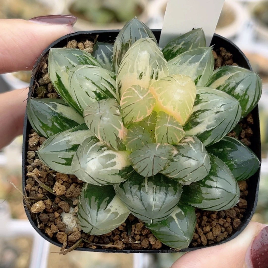 40龙爪玉露锦福利专场