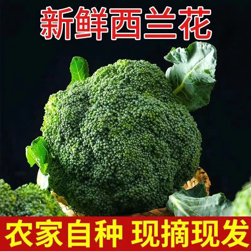 湖北新鲜西兰花 带箱5斤 露天种植 脆甜爽口  时令蔬菜 坏损包赔