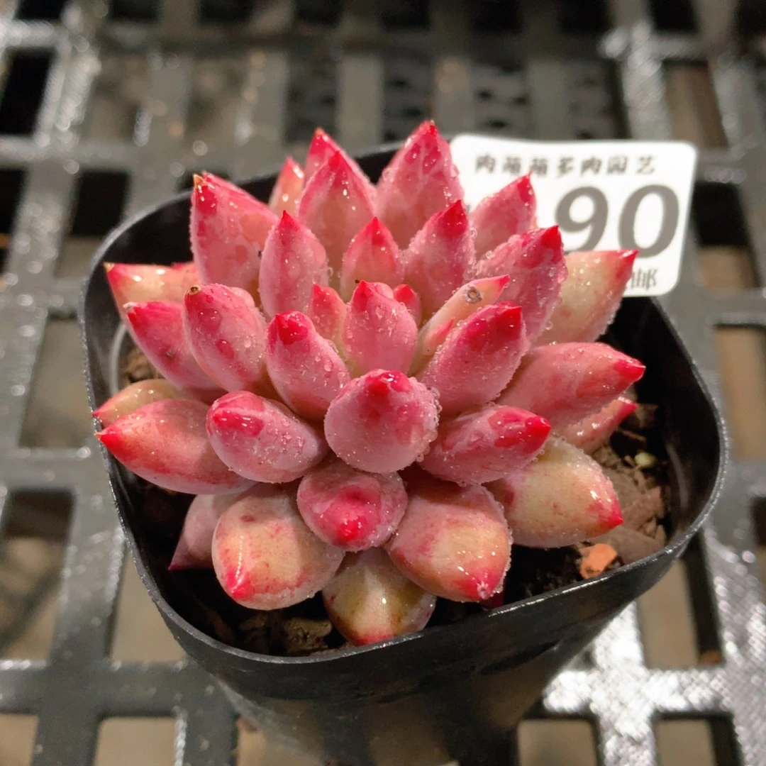 肉萌萌拇指盆精控多肉ZI190