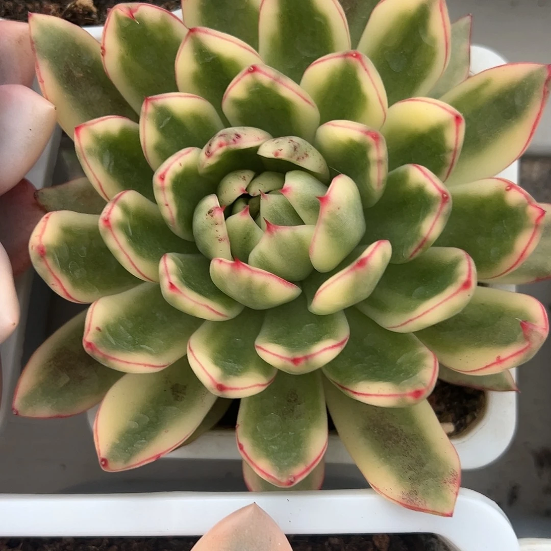 阿施娜锦多肉植物