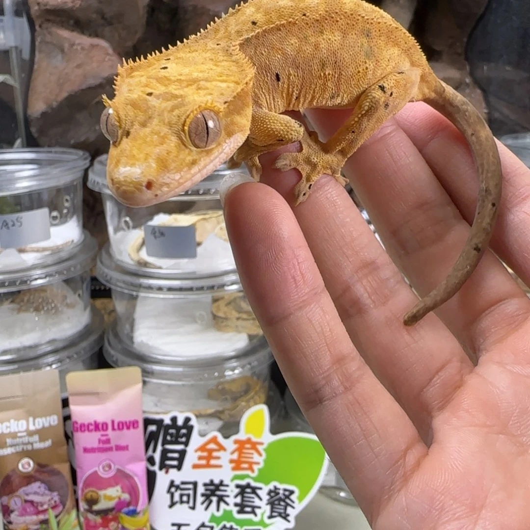 吕***达睫角守宫黄底麦町