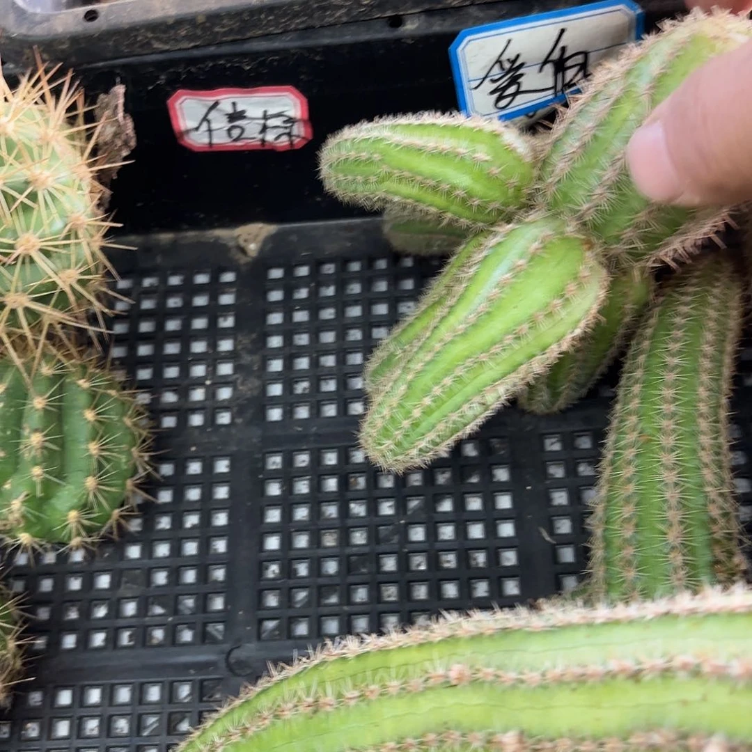 芯*群头维罗纳侧牙20包邮仙人球28