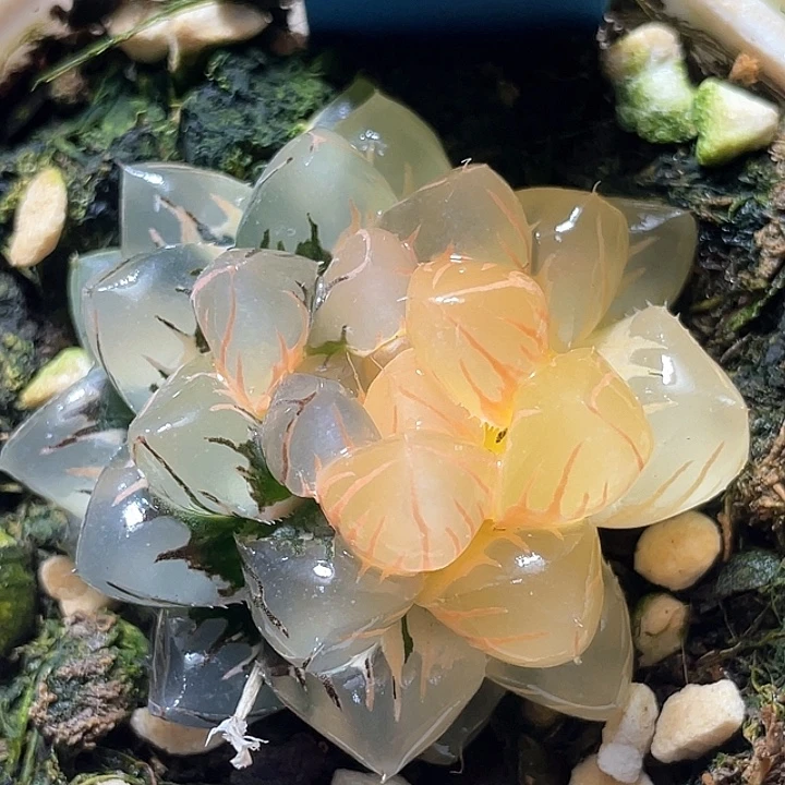 941水中月锦特选福利