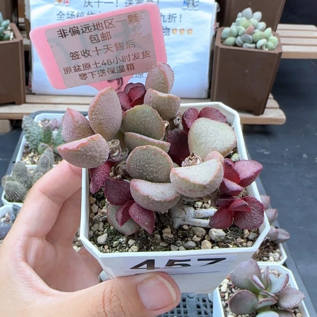 457妖姬多肉植物