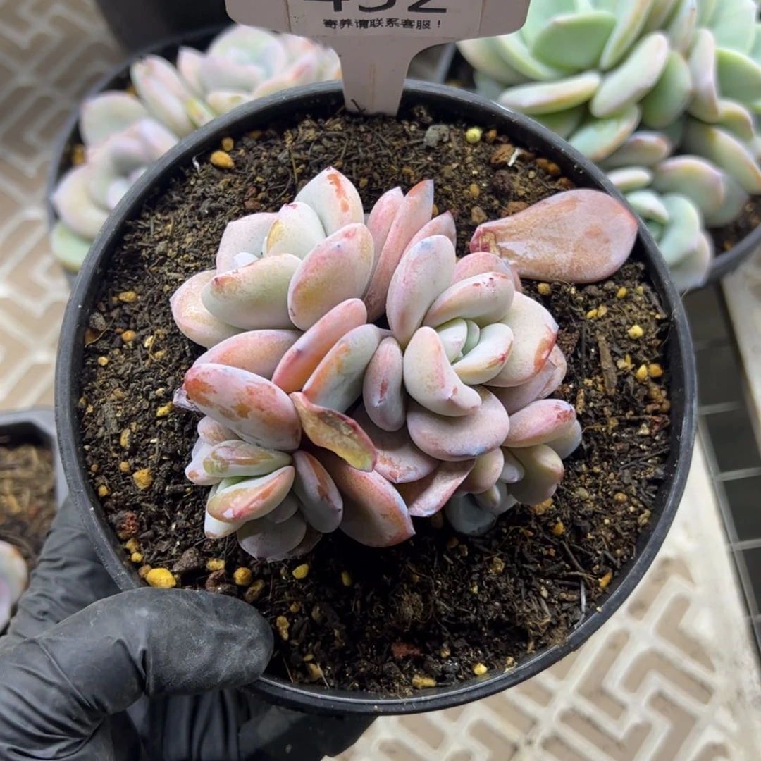 红陶反*序432号多肉植物