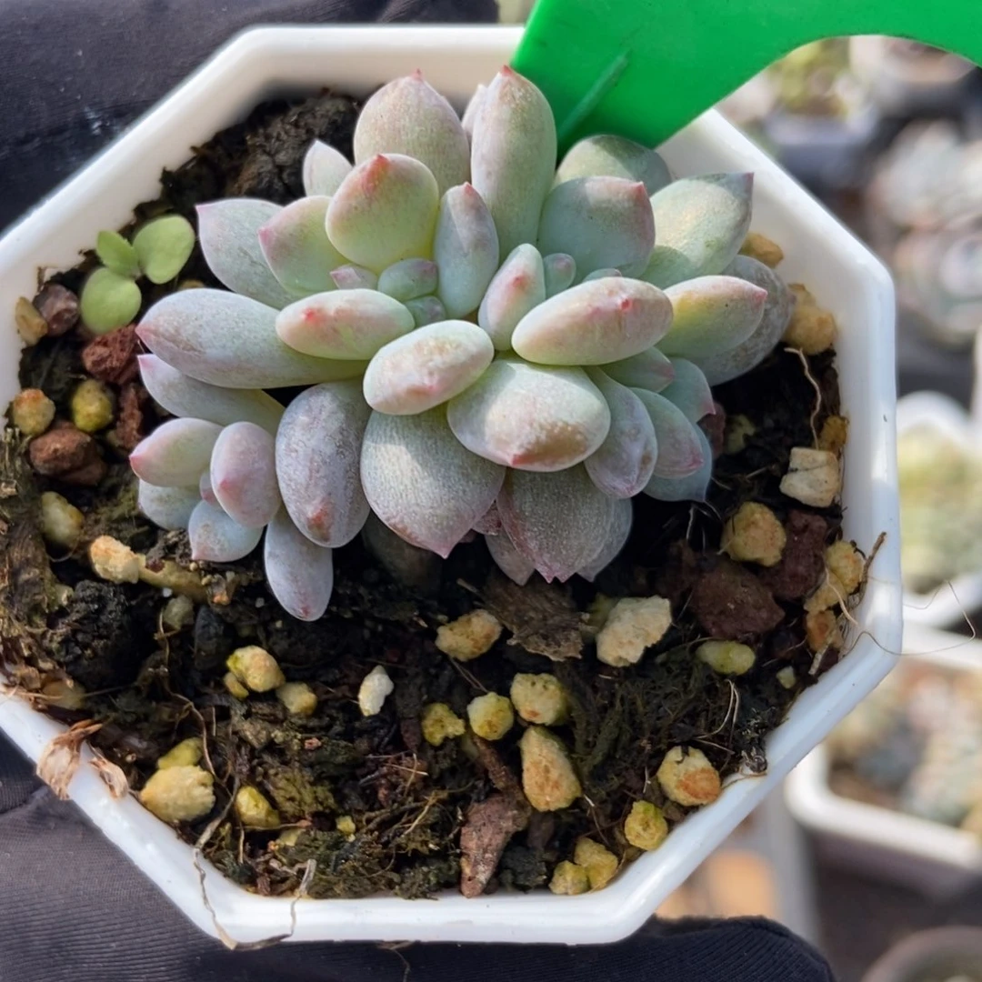 975石化星影多肉植物
