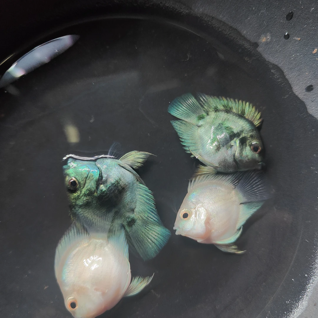 台系小体桃心迷你鹦鹉鱼白金宝蓝桃心迷你鹦鹉鱼小型热带观赏鱼