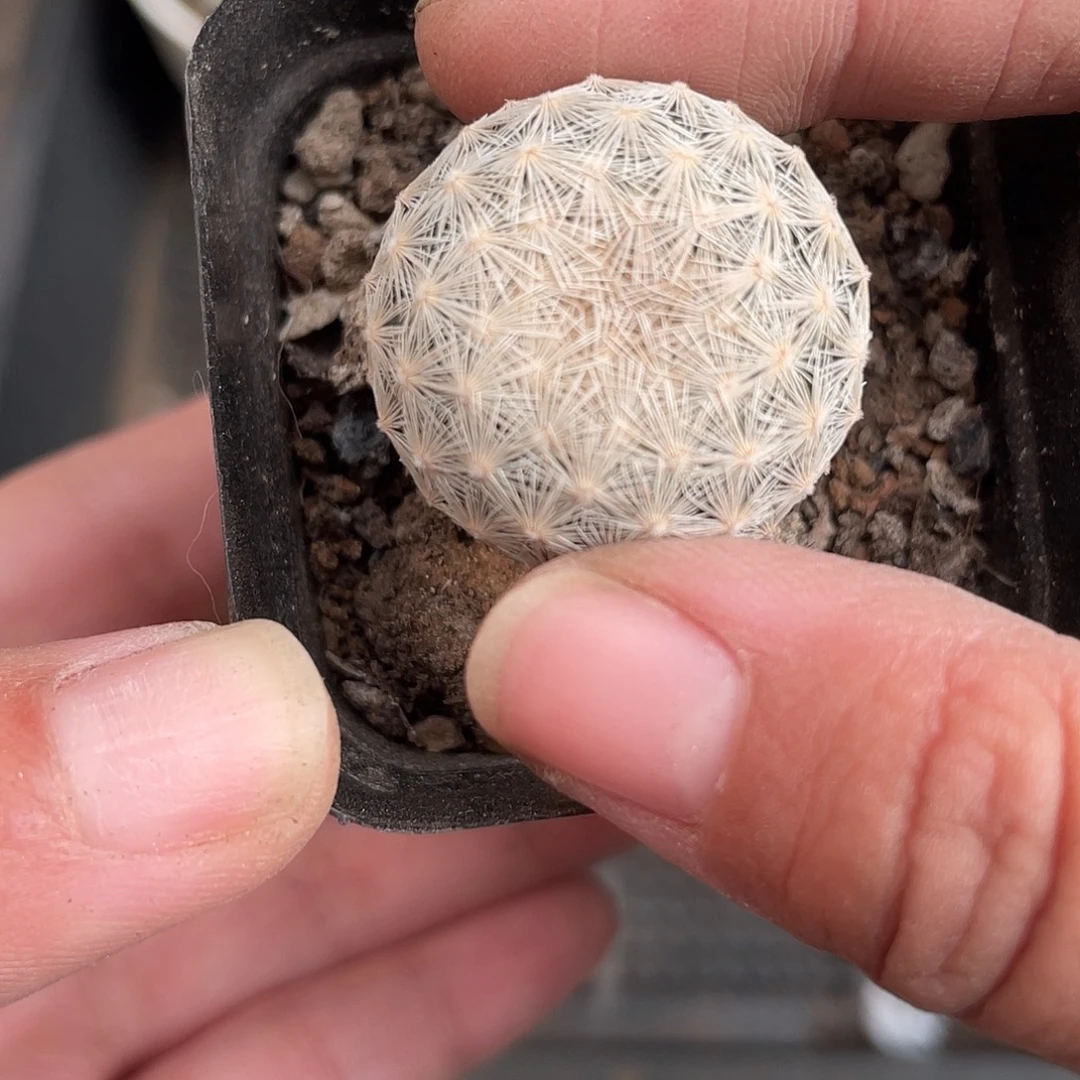 977白岳丸（满18元包邮）