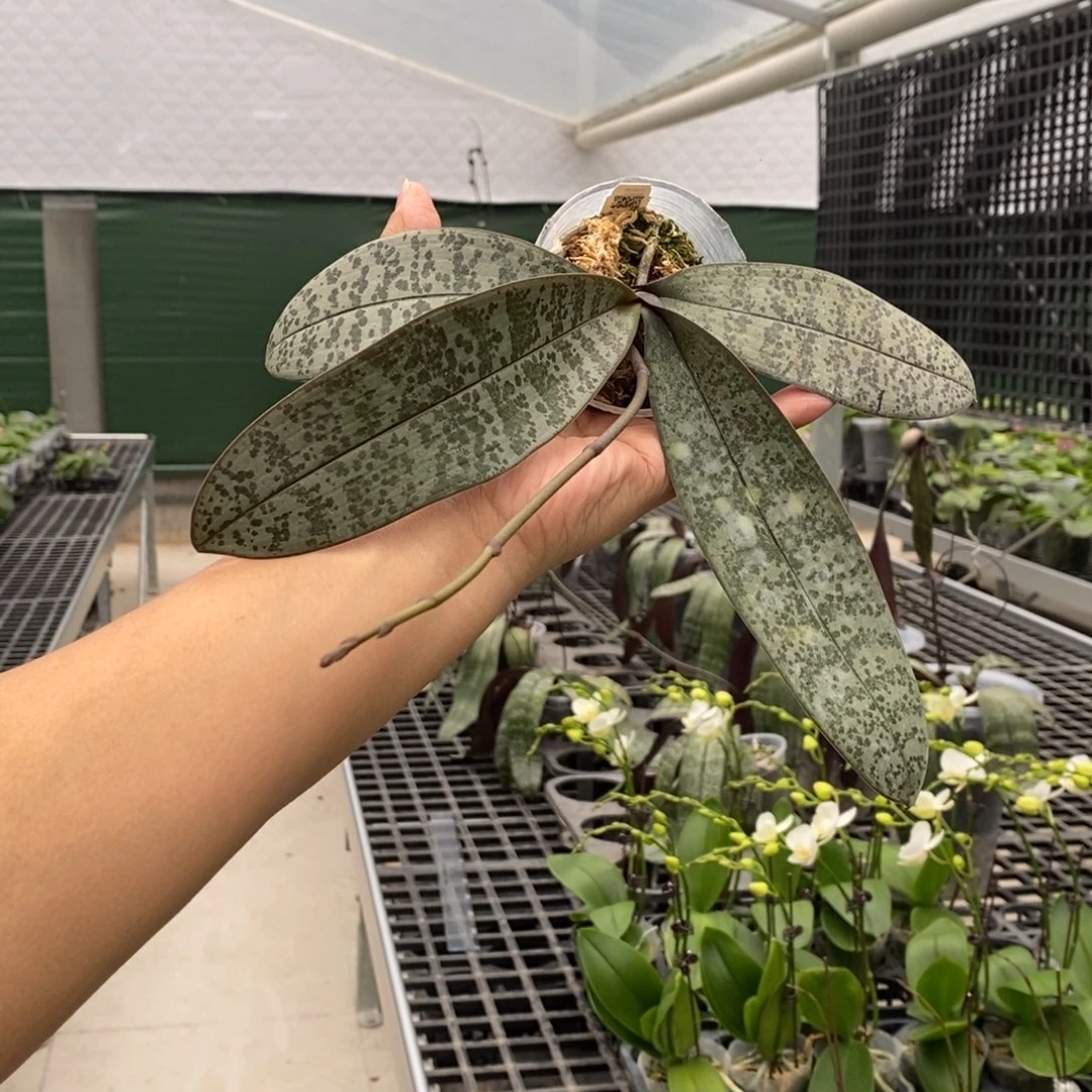 大部分花苞少量开放