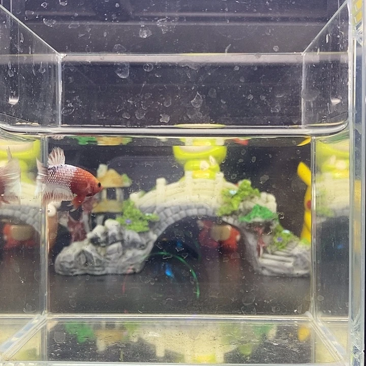 海水鱼Facc 将军公