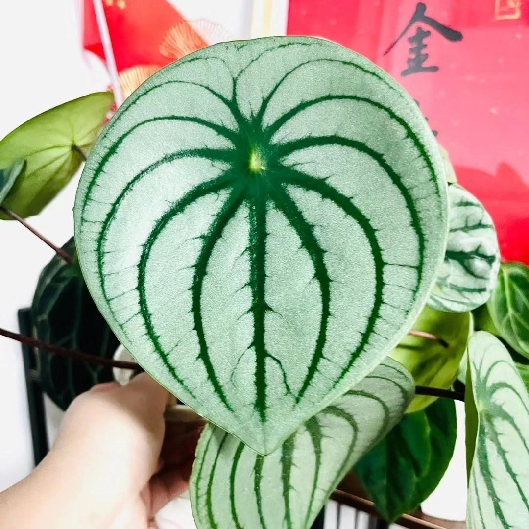 【乌鲁木齐发货】麒麟瓜 椒草秋海棠麒麟瓜蟆叶类阳台桌面 叶损不包