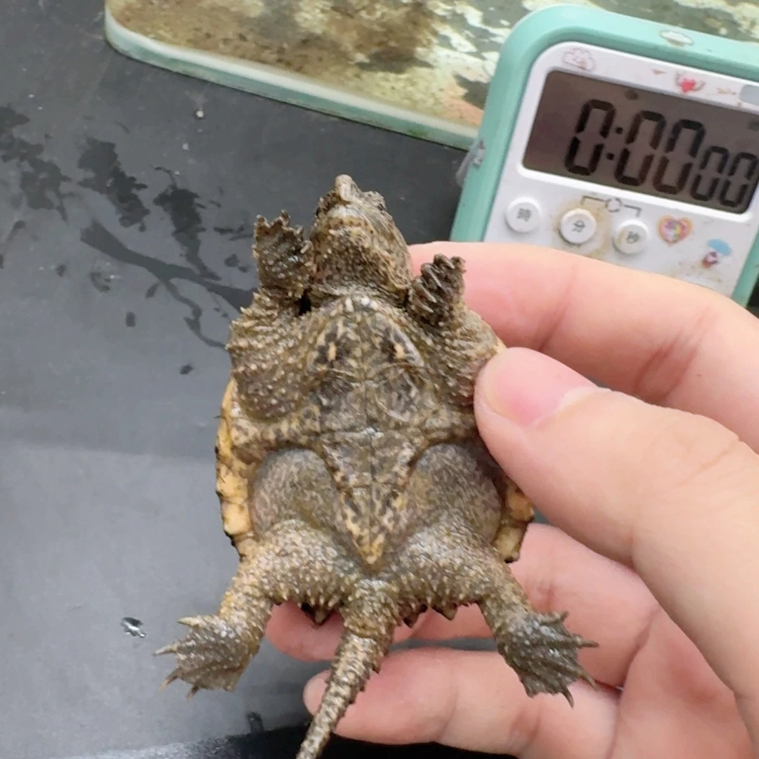 宠物龟不分公母11