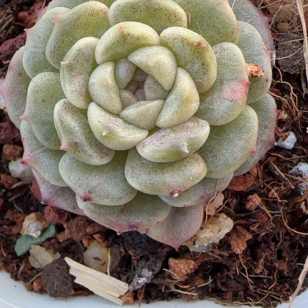 多肉小卡拉米糖心一物一拍