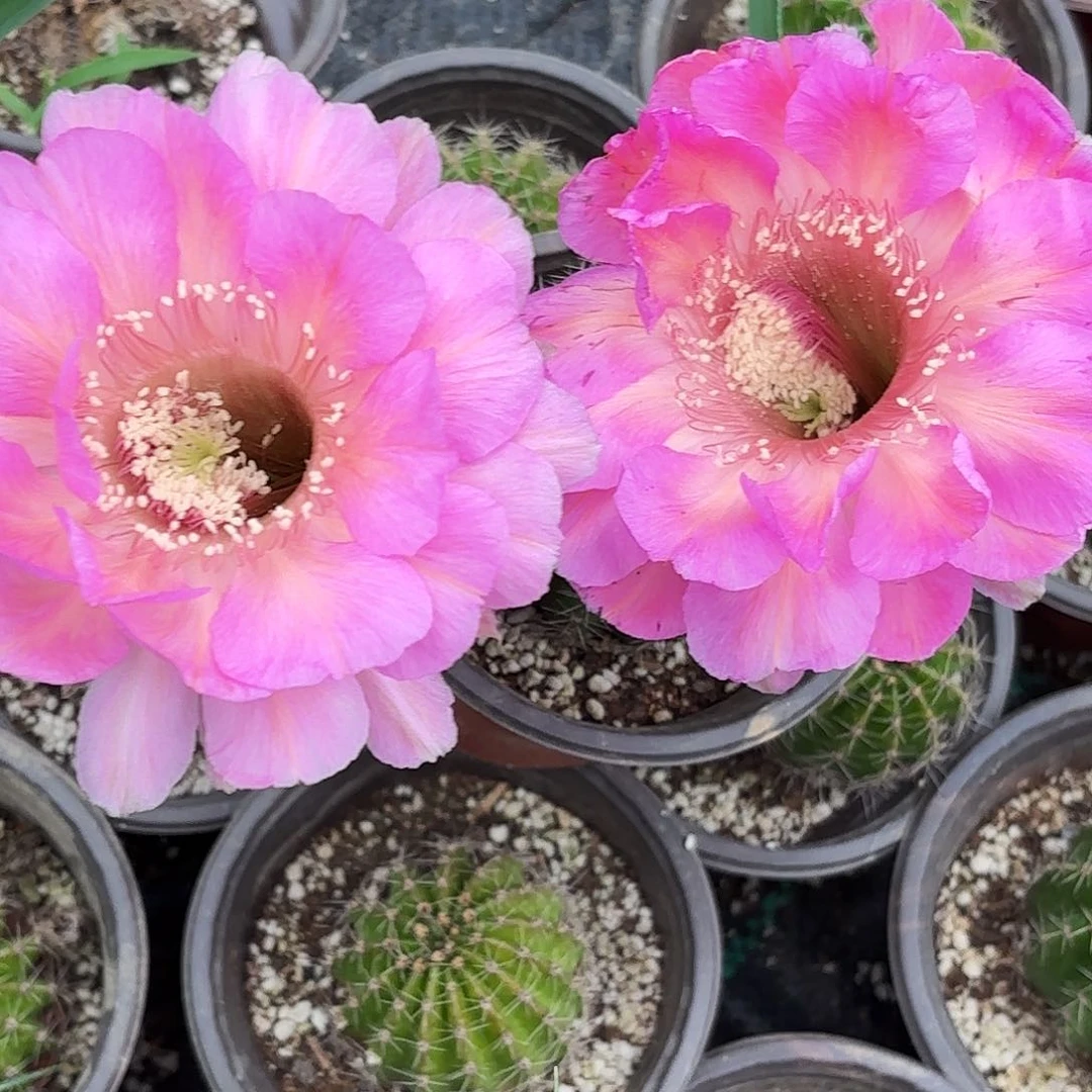 带根丽耀带根仙人球瑕疵4-5公分