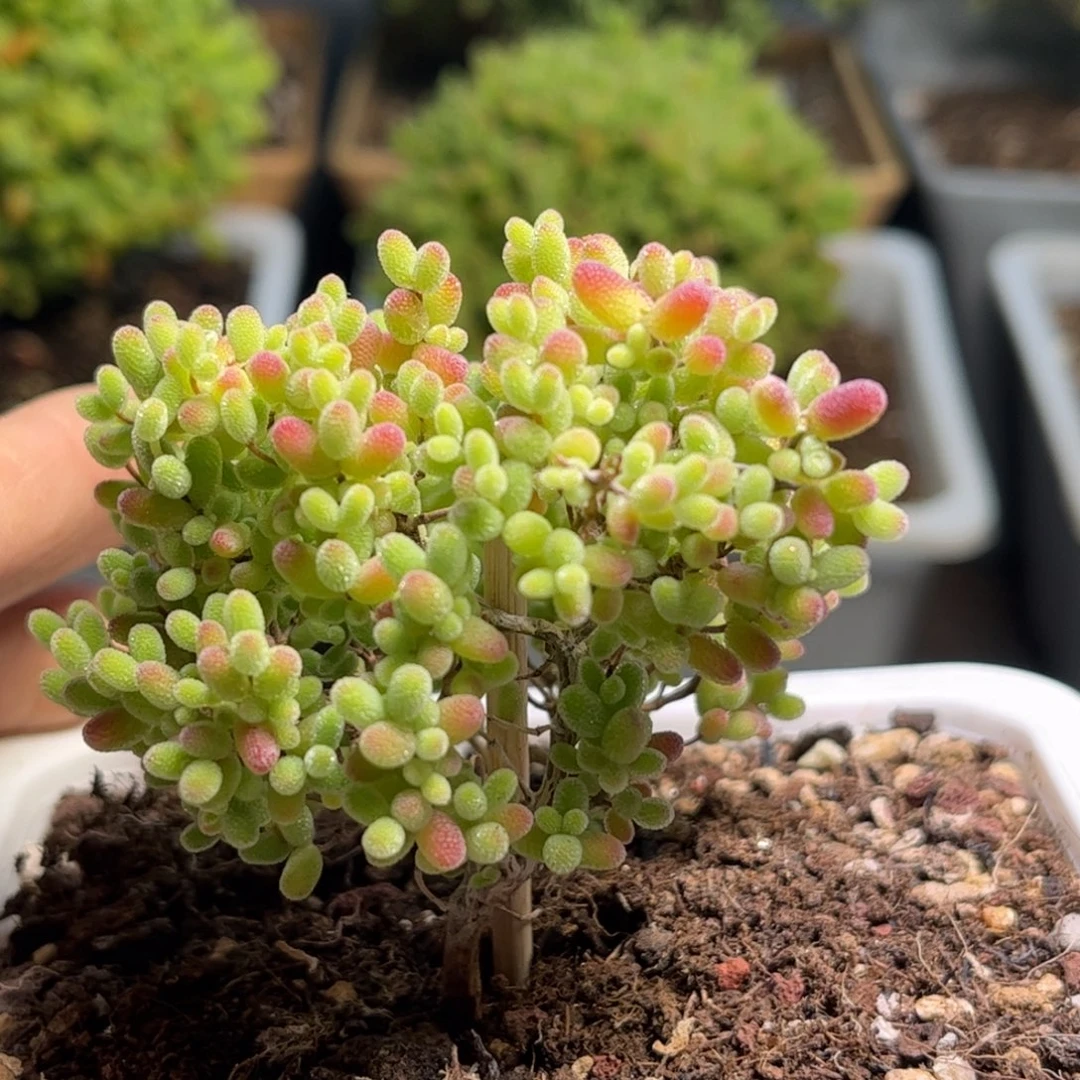 蜜桔糖球枝干优选