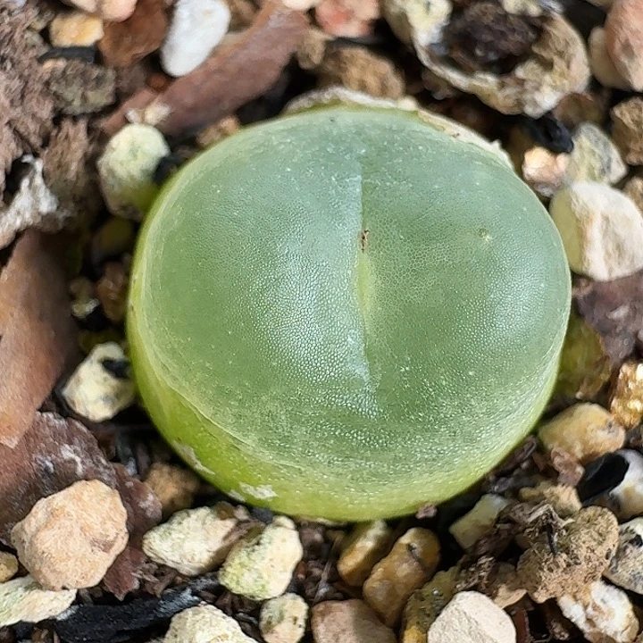 老马生石花1.4拉登251