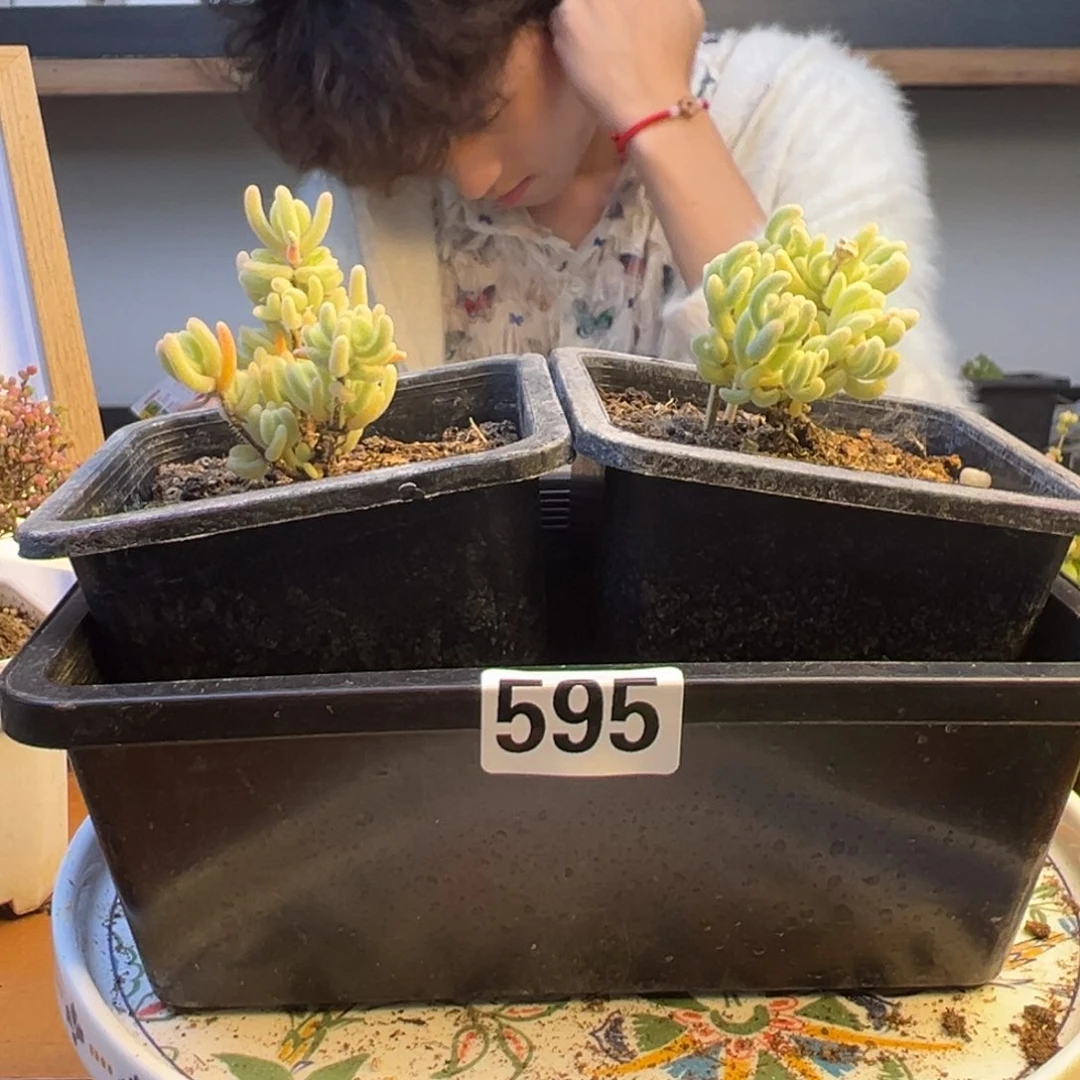 枝干番杏多肉植物595